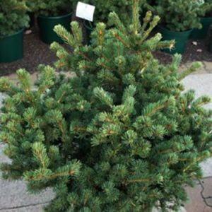 Picea pungens Lucky Strike c20