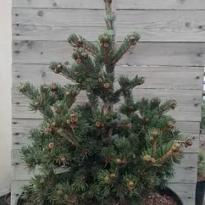 Picea pungens Lucky StrikeC10