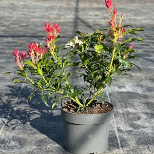 Пієріс японський - Pieris japonica Red Mill (висота H 15-25 см, горщик 4л)