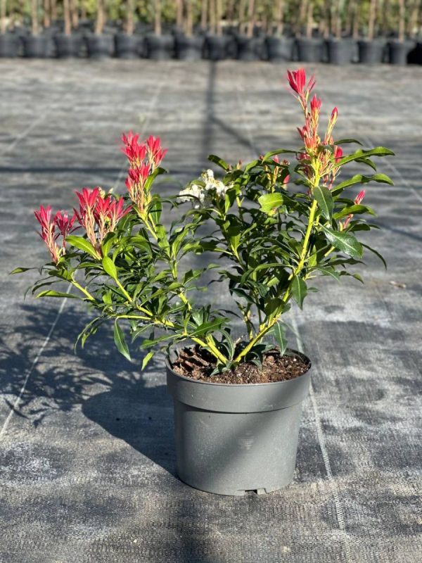 Пієріс японський - Pieris japonica Red Mill (висота H 15-25 см, горщик 4л)