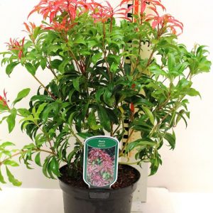 Пієріс - Pieris japonica Red Mill