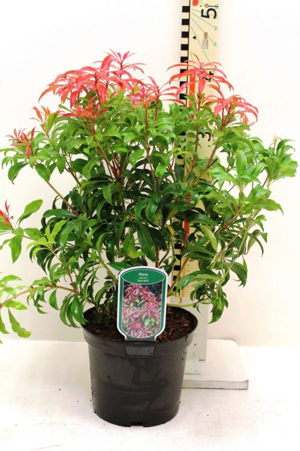 Пієріс - Pieris japonica Red Mill