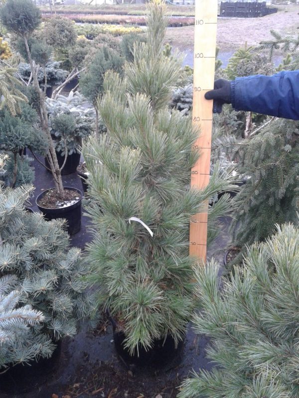 Pinus Cembra