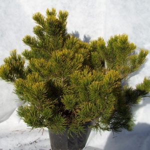 Pinus-Mugo-Winter-Gold