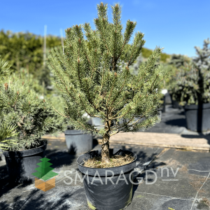 Сосна звичайна- Pinus sylvestris Nana Arguto