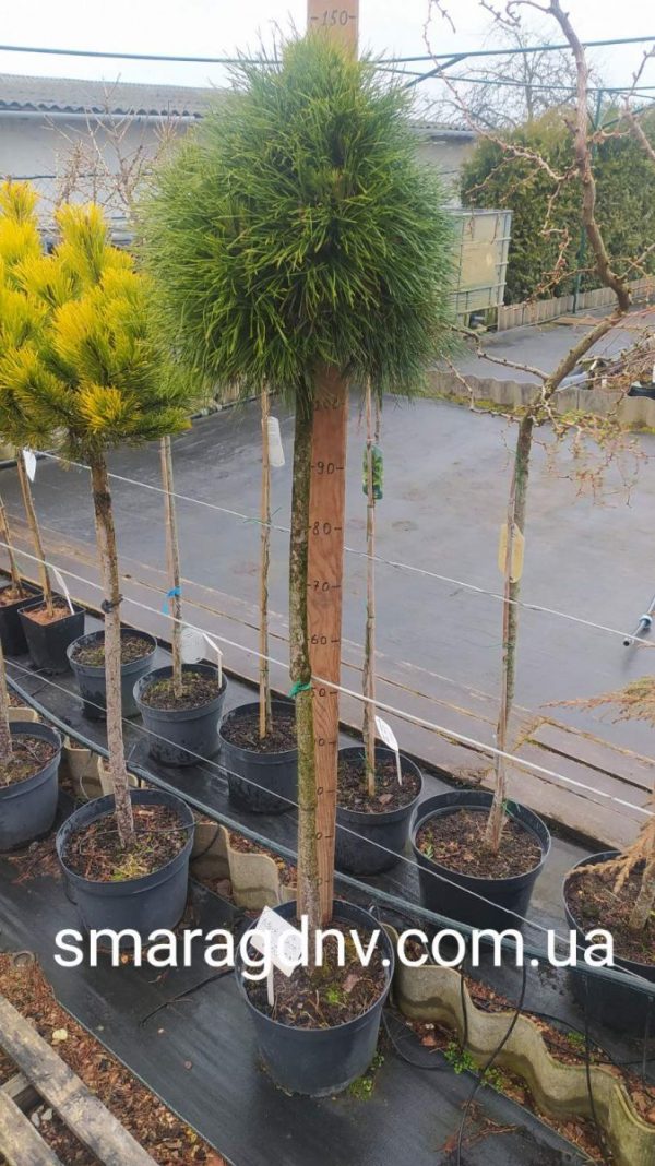 Pinus Nigra Black Prince Pa 1