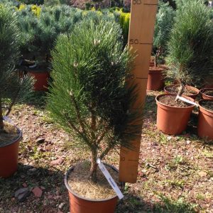 Pinus Nigra Rondello C 5