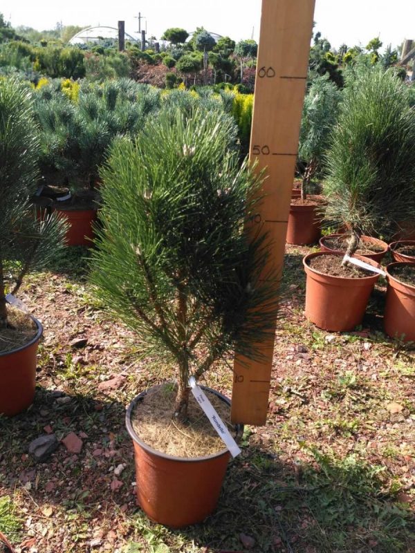 Pinus Nigra Rondello C 5