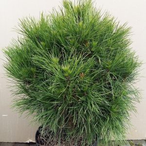 Pinus Nigra Spilberg C 5