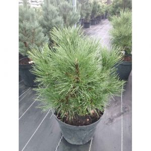 Pinus Nigra Spilberg C 7.5