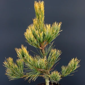 Pinus cembra Aurea C15