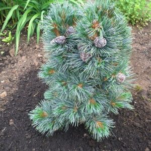 Pinus cembra Glauka