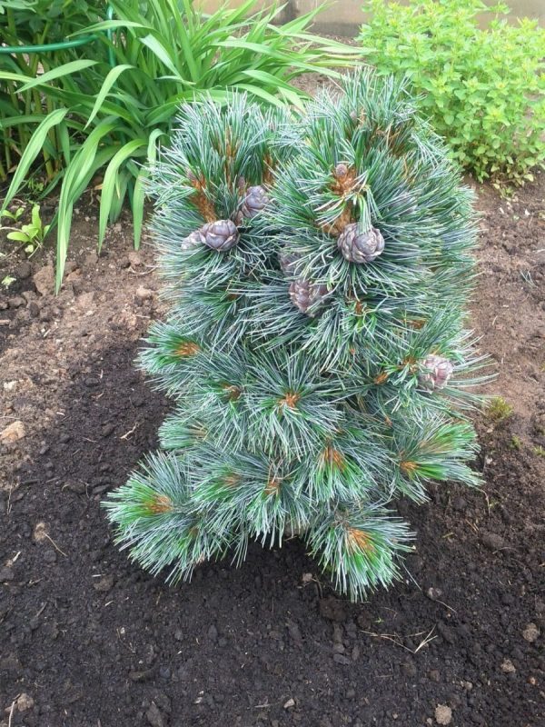 Pinus cembra Glauka