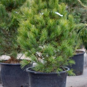 Pinus cembra Glauka compacta