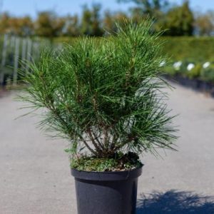 Pinus densiflora Kim С5