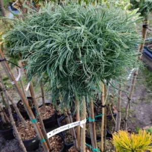 Pinus densiflora Pendula Pa C5
