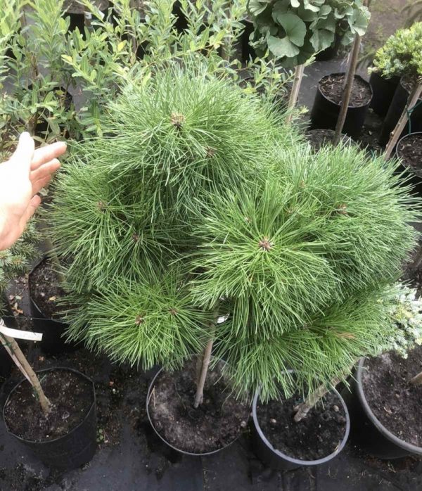 Pinus densiflora Pendwick Pa С10