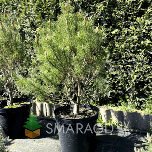 Сосна густоквіткова - Pinus densiflora Tamoyosho Compacta