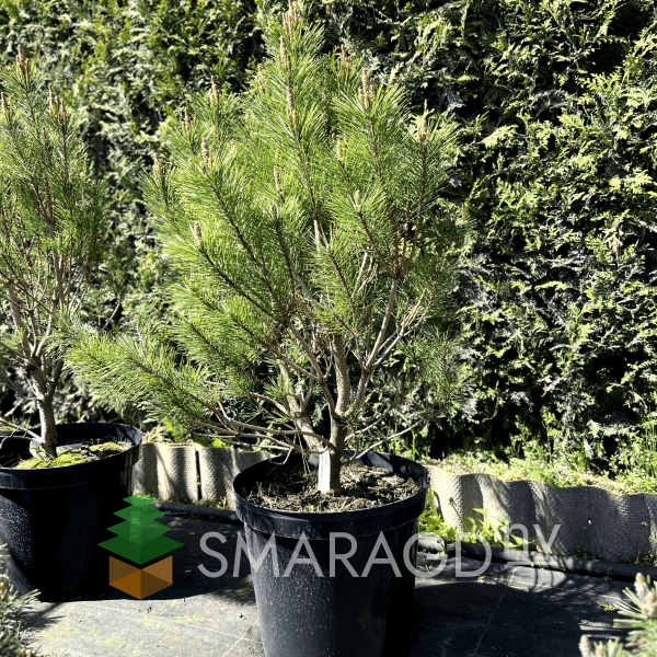 Сосна густоквіткова - Pinus densiflora Tamoyosho Compacta