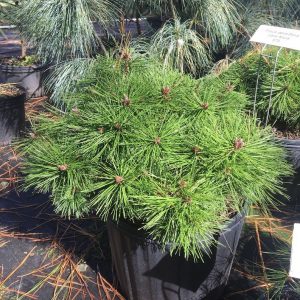 Сосна смолиста - Pinus resinosa Watnong