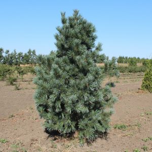 Сосна м`яка - Pinus flexilis Vanderwolfs Pyramid (висота H 80-100 см, горщик 12л)