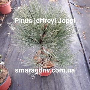 Pinus jeffreyi Joppi С5