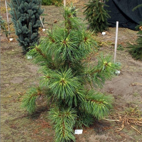 Pinus koraiensis Jack Corbit