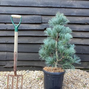 Pinus koraiensis Silveray C15