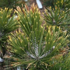 Pinus leucodermis Aureospicata C15