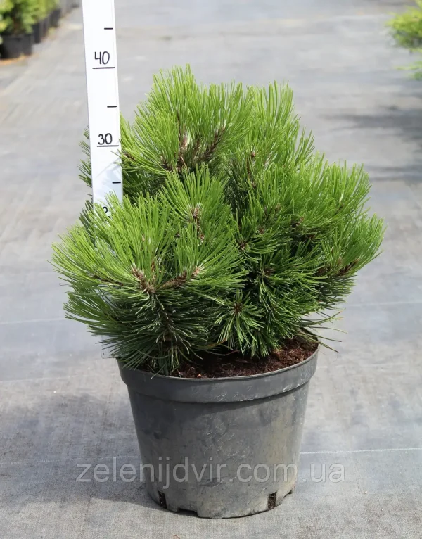 Pinus leucodermis Compact Gem C.7.5