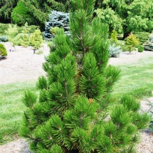 Pinus leucodermis Emerald Arrow