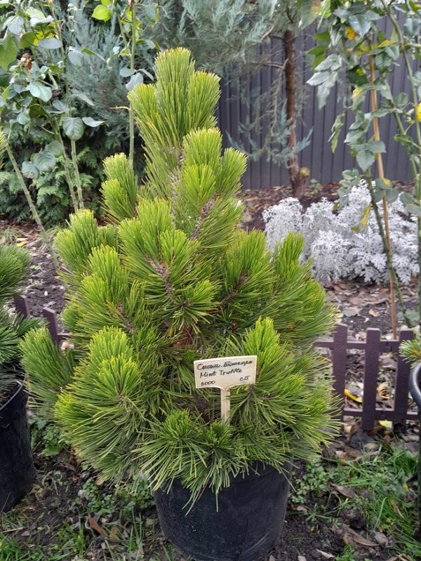 Сосна білокора - Pinus leucodermis Mint Truffle (горщик 20л)