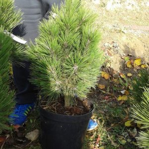 Pinus leucodermis Mint Truffle C15