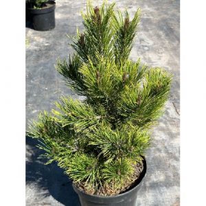 Pinus leucodermis White Cloud C15
