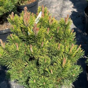 Pinus mugo Color Island С15