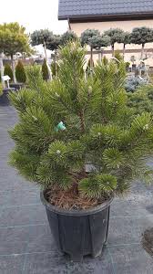 Pinus mugo Gnom С15
