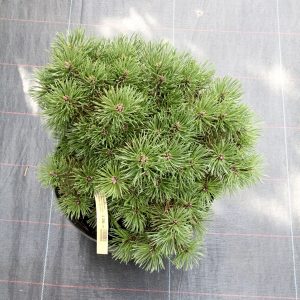 Pinus mugo Grune Welle C10