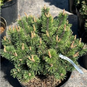 Pinus mugo Humpy С15