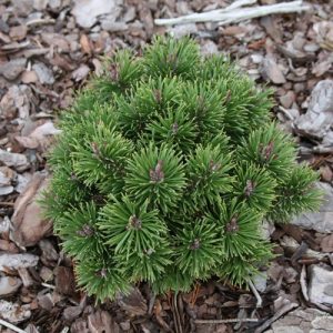 Pinus mugo Litomysl С5 25-35