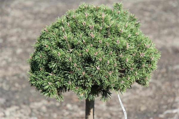 Pinus mugo Mini Mops Pa C15