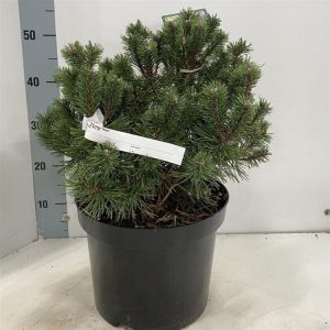 Pinus mugo Mops C10