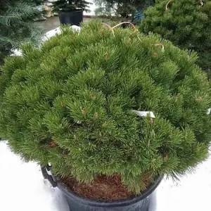 Pinus mugo Mops C60