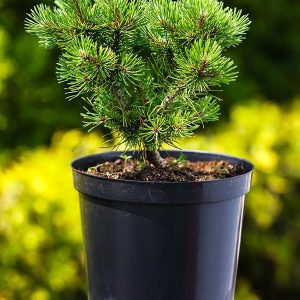 Pinus mugo Ophir C5
