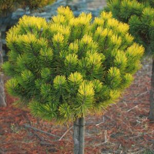 Pinus mugo Ophir Pa