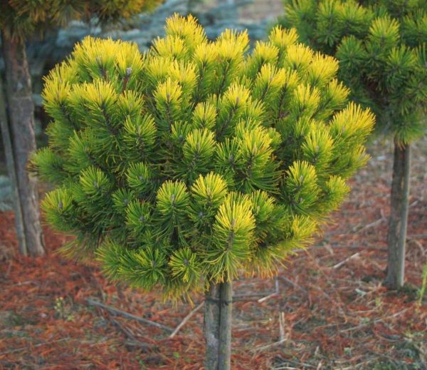 Pinus mugo Ophir Pa