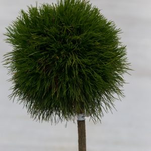 Pinus mugo Varella Pa С30