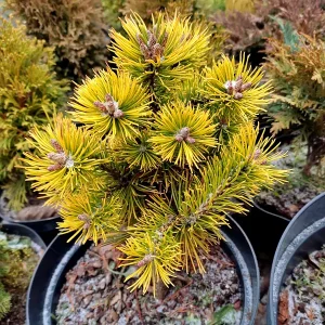 Pinus mugo Winter Gold C5 15-20