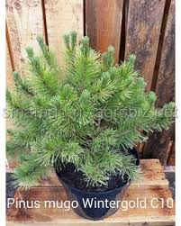 Сосна гірська - Pinus mugo Wintersonne