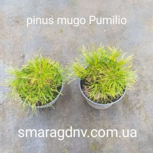 Pinus mugo var pumilio С2