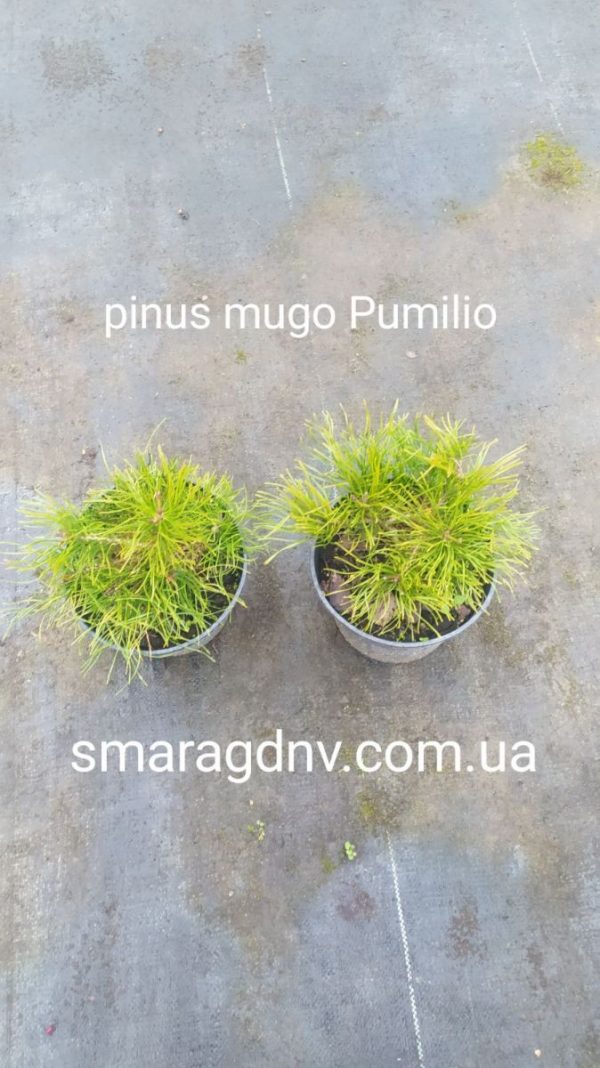 Pinus mugo var pumilio С2